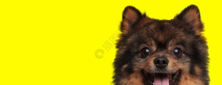 一只甜的吐司狗紧闭着棕色皮毛舌头在黄色工作室背图片