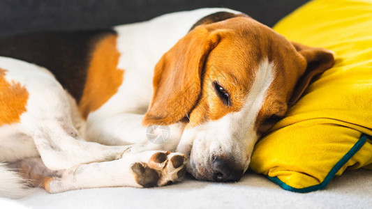 Beagle狗睡在舒适的沙发沙发图片