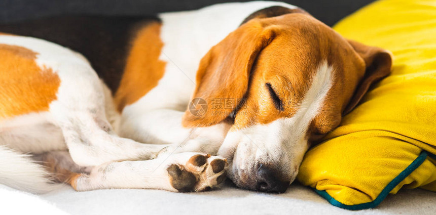 Beagle狗睡在舒适的沙发沙发图片