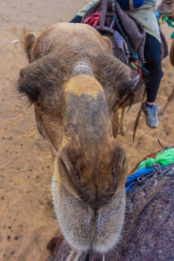 摩洛哥骆驼图片