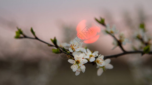 美丽的粉红色晨光和春天开花樱桃树的枝条背景图片