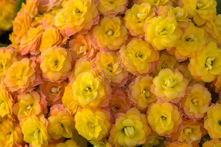黄色的长寿花背景图片