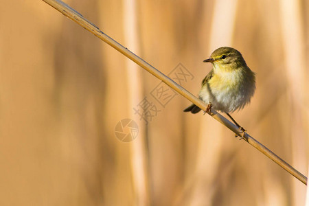 芦苇上可爱的黄色小鸟黄色自然背景图片