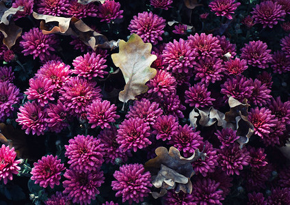 秋天的橡树叶在美丽的粉红色菊花上图片