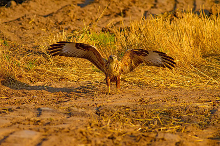 猎物秃鹰鸟自然栖息地背景鸟类图片