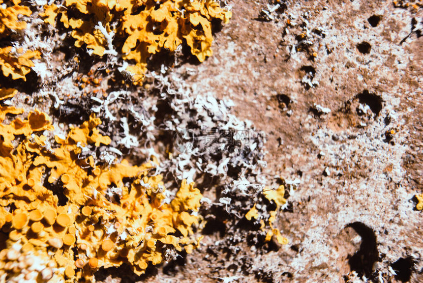 橙色黄色或海岸地衣和黄花菜仿古混凝土混凝土上常见图片