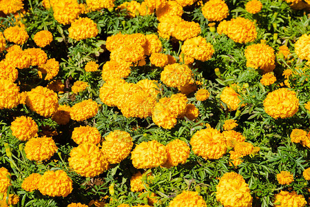 室外的黄色菊花农场图片
