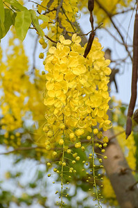 自然花园中的金色淋浴花或决明子瘘花图片