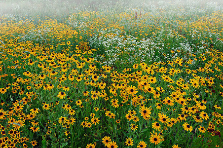 美国密歇根州密歇根州夏季雾中野花草地的景观黑眼苏图片