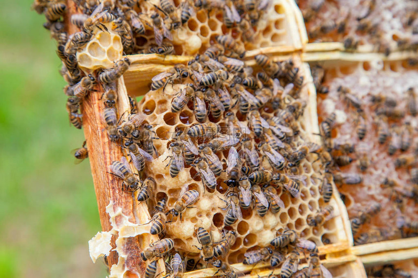 蜂窝上工作蜜蜂的特写视图蜜蜂蜜收集在刚从蜂箱中取出的美图片
