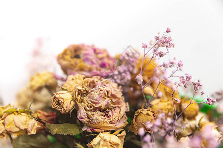 干花束一束干花的特写图像生与死的概念图片