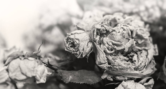 干花束一束干花的特写图像生与死的概念图片