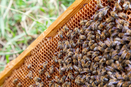 蜂巢框架关闭蜂窝上工作蜜蜂的视线蜜蜂近距离显示一些动图片