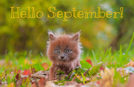 你好9月横幅新的一个月问候卡金色的秋天照片中的文字四季秋天公园里图片