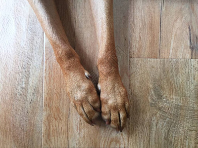 从上面往下看一只家养宠物狗的腿和爪子在木质背景上展示了脚上的指甲骨图片