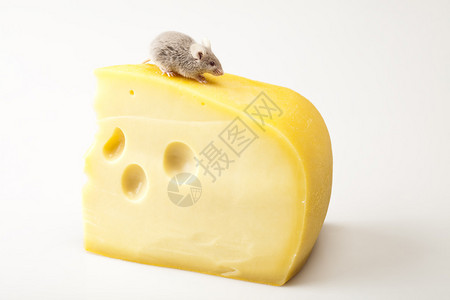 鼠标在奶酪上图片
