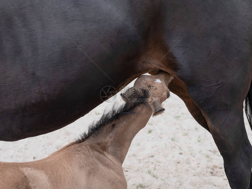 小黄花粉喝他母亲的牛奶婴儿小马从母马图片