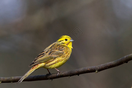 Yellowhammer坐在树枝上图片