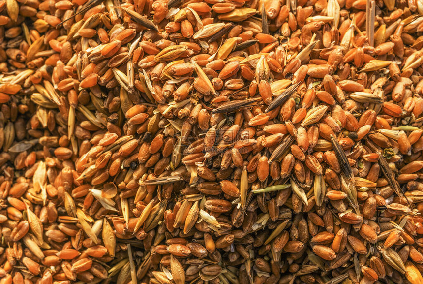 不同谷物的混合物金小麦谷物大麦和燕麦种子混合背景动物饲料谷物混合物图片