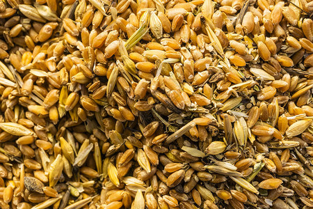 不同谷物的混合物金小麦谷物大麦和燕麦种子混合背景动物饲料谷物混合物图片