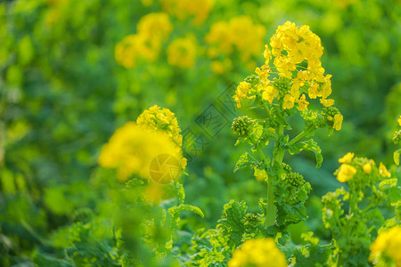 三浦海岸的油菜花田图片