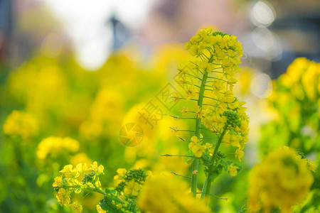 三浦海岸的油菜花田图片