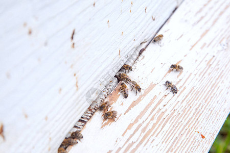 大量蜜蜂在养蜂场的白色蜂箱入口处图片
