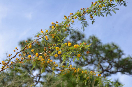 绿叶黄花盛开的树枝图片