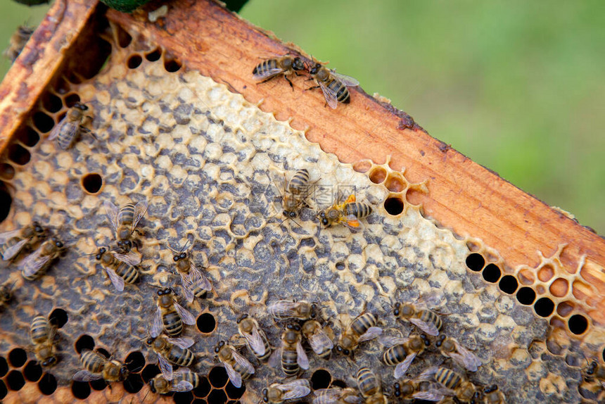 用甜蜂蜜近距离观察蜂窝上的工作蜜蜂图片