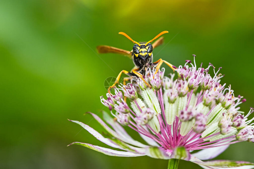 欧洲关于阿斯特拉蒂亚花朵的论文黄蜂Polistesdom图片