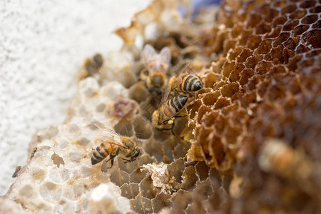 蜜蜂在巢里工作图片