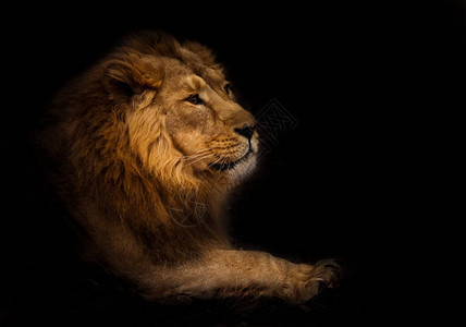 平静冷静和自信的侧面观一个强大的雄狮子充满了令人印象深刻的谎言夜色图片