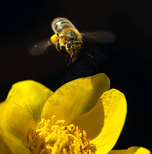 蜜蜂飞向一朵花图片