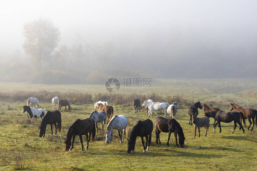 匈牙利北部的马群图片
