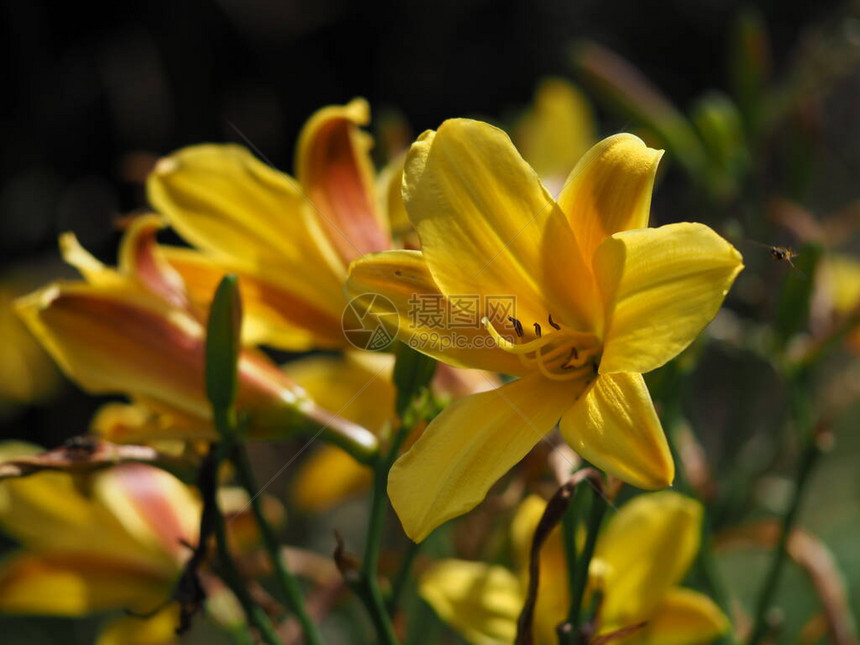 在一个花园里收起明亮的黄色Hemerocallis日图片