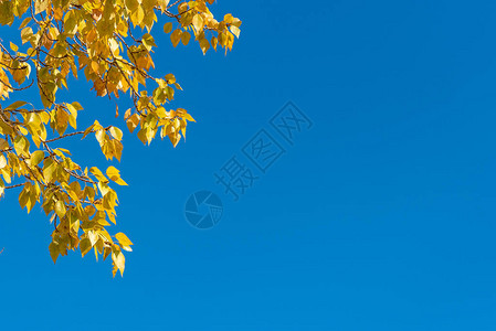 蓝天秋天的黄叶枝带复制空间的框架图片