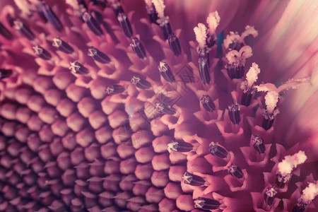 太阳花植物抽象颜色红光明灯中最美的植物设计的背景图案宏观摄影视图图片