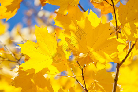 枫叶黄映衬秋天的空图片