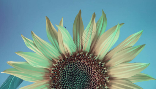 抽象向日葵植物颜色光美丽的植物在霓虹灯下最小极简主义复古风格概念设图片