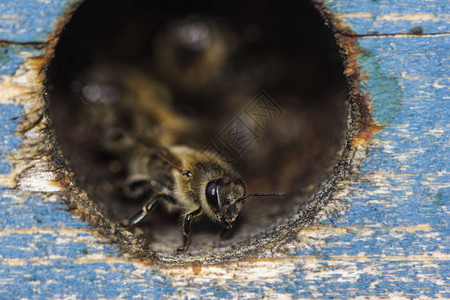 蜂巢的入口和蜜蜂家庭都从图片