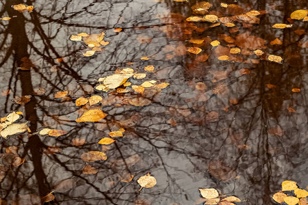 黄色秋天的树叶在水坑里紧图片