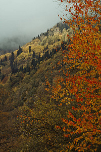 在山的秋天高加索图片