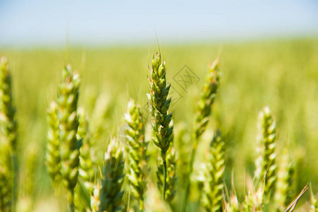 成熟的麦田和蓝天景观图片