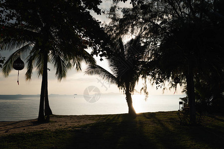 黄昏时在蓝天背景上的剪影椰子树图片