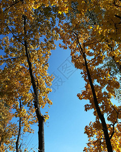 枫树上的黄叶映衬着明亮的蓝天秋天的森林图片