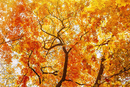 秋季黄色树底视图片