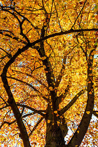 在阳光明媚的日子里黄橙色叶子的秋木林登树精美的户外艺术季节摄影背景