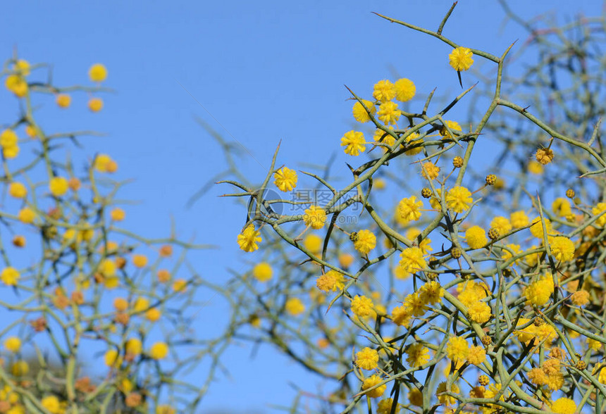 澳大利亚本土无叶岩荆金合欢豆科植物的背光多刺的蓝绿色树枝和黄色花朵被称为LiveWire或TwistedDesertWattle图片