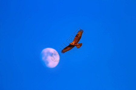 会飞的秃鹰猛禽蓝天背景背景图片