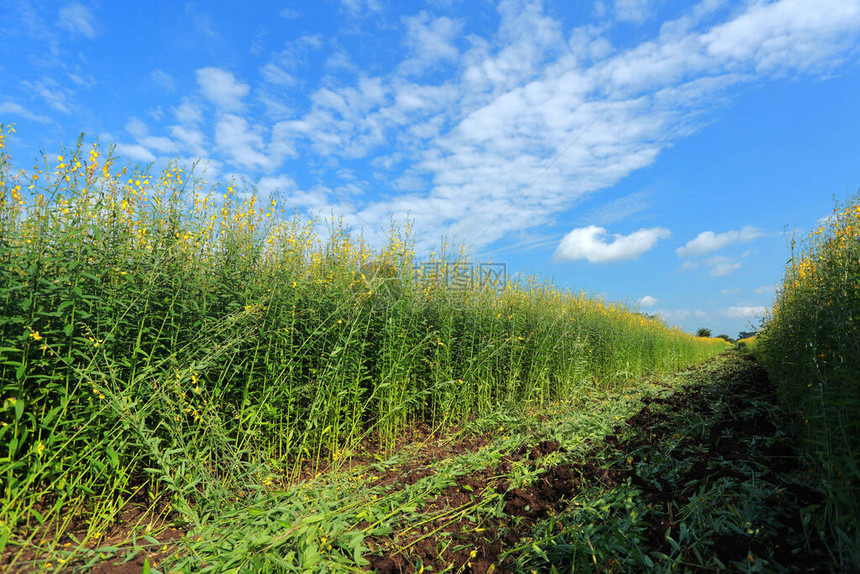豆科植物中的猪笼草植物通常作为绿肥种植图片